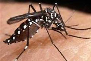 Phát hiện thêm những loài muỗi mang virus Zika