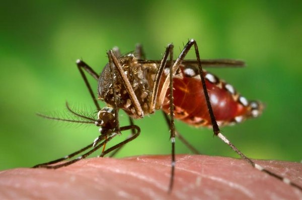 Muỗi trong hệ sinh thái cửa trái đất